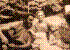 1972 Josef, Vaclavka, Martin a Honza Jakubkovi .jpg